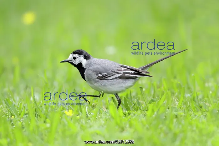 : Pied / White Wagtail - searching for food on garden lawn : Pied / White Wagtail - searching for food on garden lawn