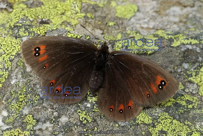 : Piedmont Ringlet : Piedmont Ringlet