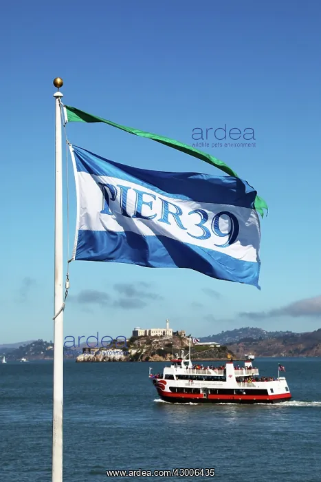 : Pier 39 flag, sightseeing boat and Alcatraz prison : Pier 39 flag, sightseeing boat and Alcatraz prison