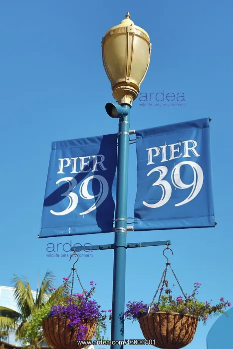 : Pier 39 flags in San Franciso, California, USA : Pier 39 flags in San Franciso, California, USA