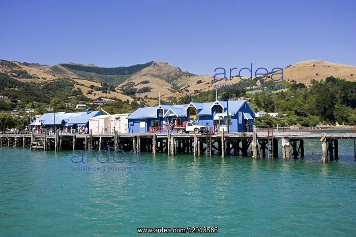 : Pier in Akaroa harbour with office of Akaroa Dolphins : Pier in Akaroa harbour with office of Akaroa Dolphins