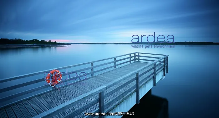: Pier in the harbour with life belt, dusk, lake Geiseltalsee : Pier in the harbour with life belt, dusk, lake Geiseltalsee