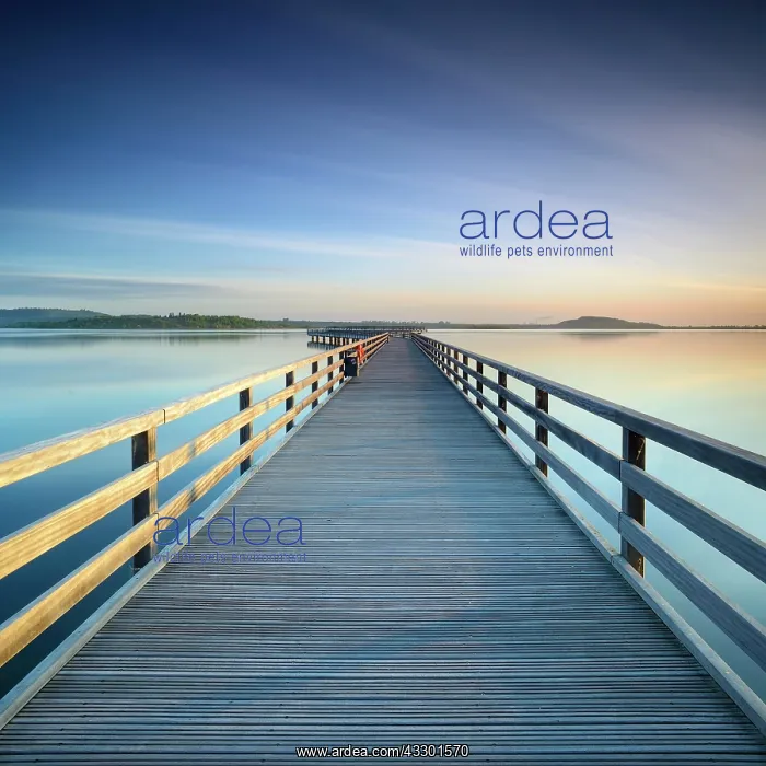 : Pier in the harbour, morning light, lake Geiseltalsee : Pier in the harbour, morning light, lake Geiseltalsee
