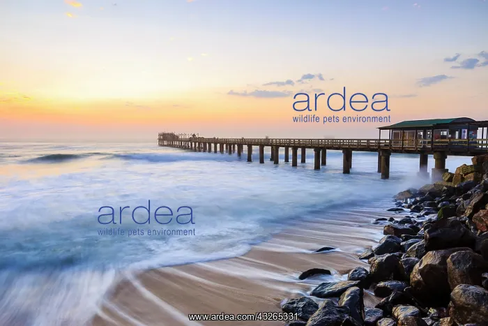 : Pier at sunset, Swakopmund, Erongo region, Namibia : Pier at sunset, Swakopmund, Erongo region, Namibia