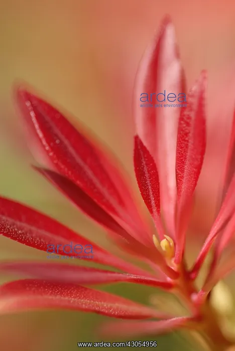 : Pieris, Pieris japonica andromeda : Pieris, Pieris japonica andromeda