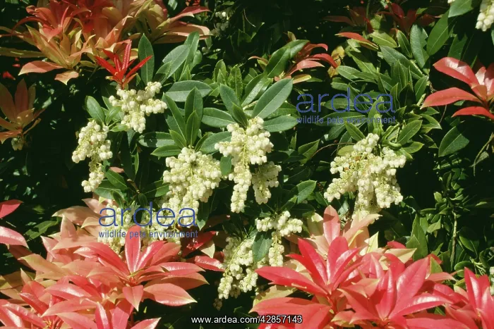  : Pieris formosa
