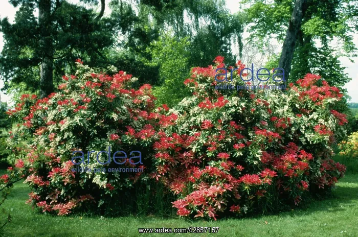  : Pieris Formosa Forresti