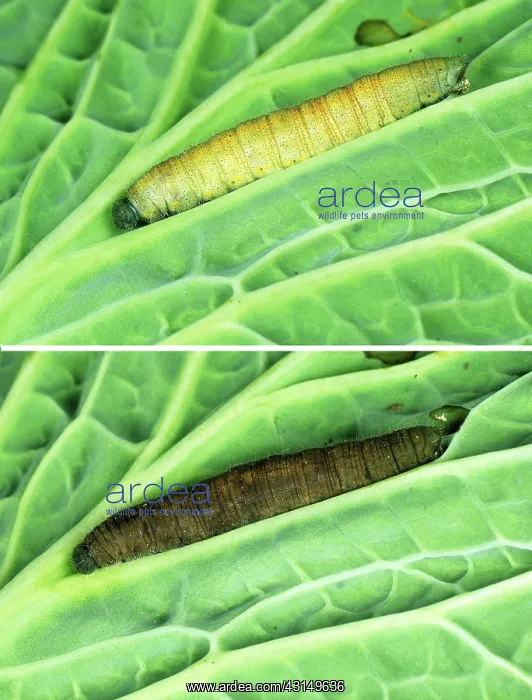 : Pieris rapae Granulovirus : Pieris rapae Granulovirus