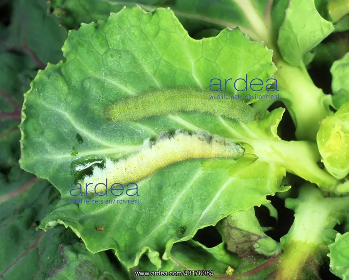 : Pieris rapae Granulovirus : Pieris rapae Granulovirus