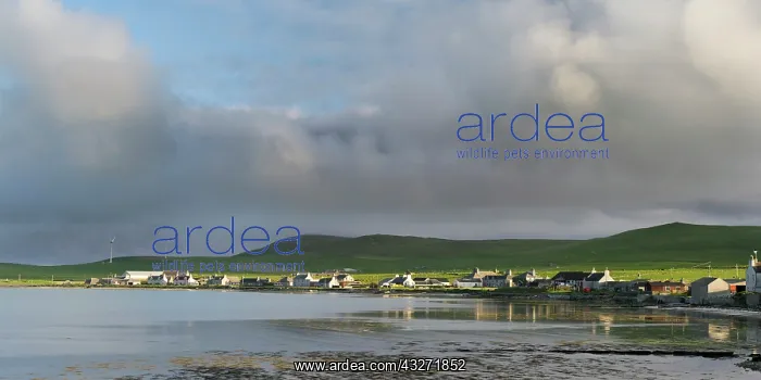 : Pierowall, the main village on Westray : Pierowall, the main village on Westray