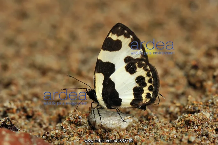 : Pierrot - sucking minerals on sand : Pierrot - sucking minerals on sand