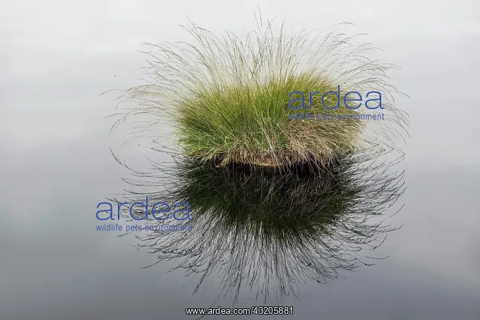 : Pietzmmoor, Schneverdingen, Laneburg Heath nature : Pietzmmoor, Schneverdingen, Laneburg Heath nature