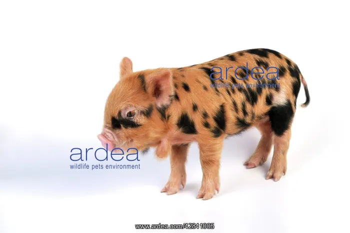  : Pig - 1 week old Kune Kune piglet