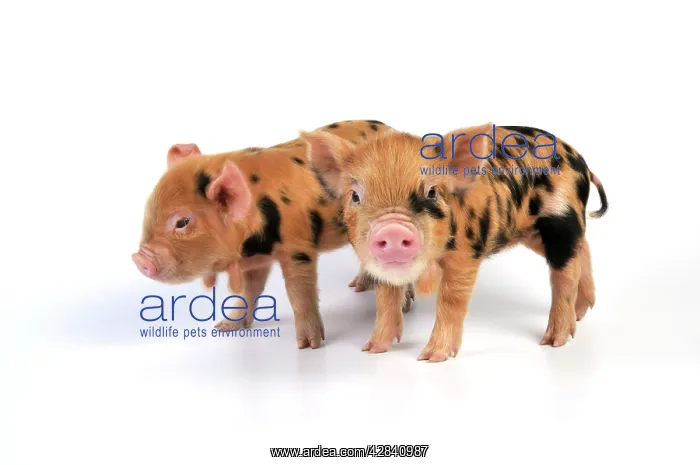  : Pig - 1 week old Kune Kune piglets