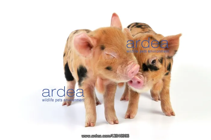 : Pig - 1 week old Kune Kune piglets
