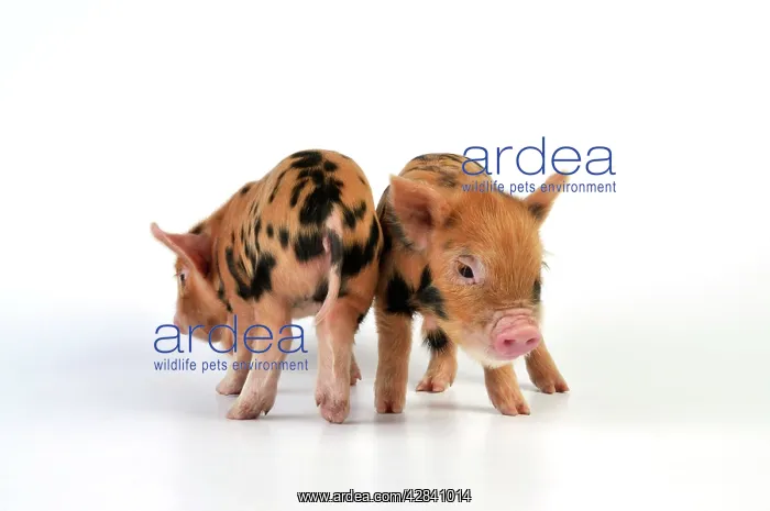  : Pig - 1 week old Kune Kune piglets