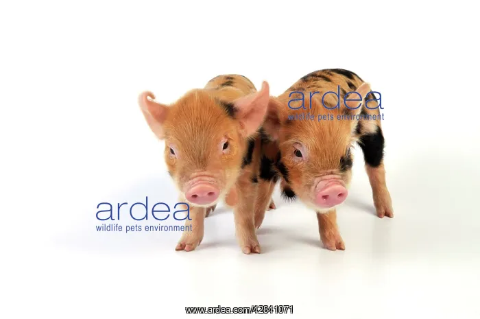 : Pig - 1 week old Kune Kune piglets