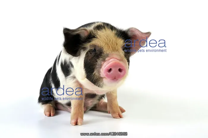  : Pig - 2 week old Kune Kune piglet