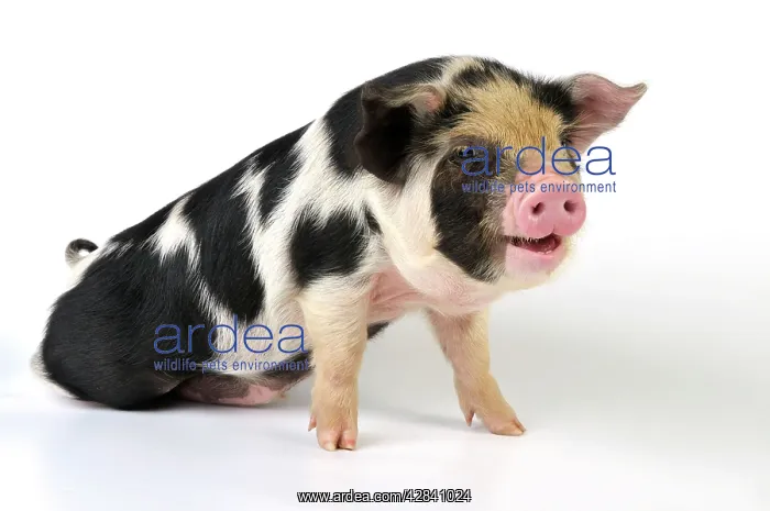  : Pig - 2 week old Kune Kune piglet