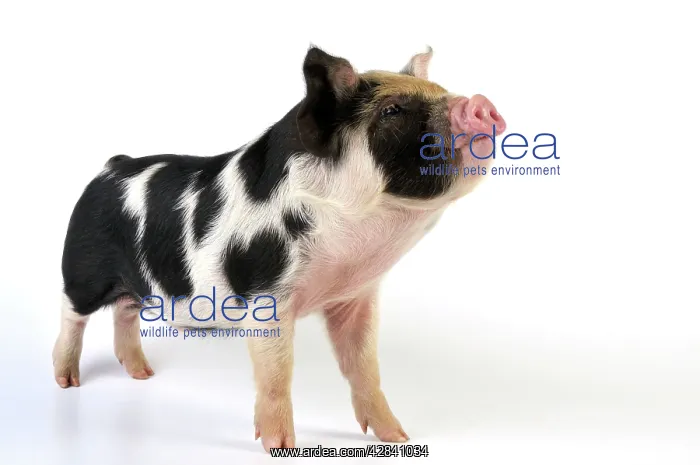  : Pig - 2 week old Kune Kune piglet