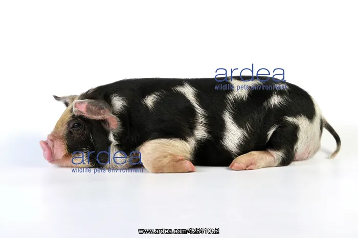  : Pig - 2 week old Kune Kune piglet