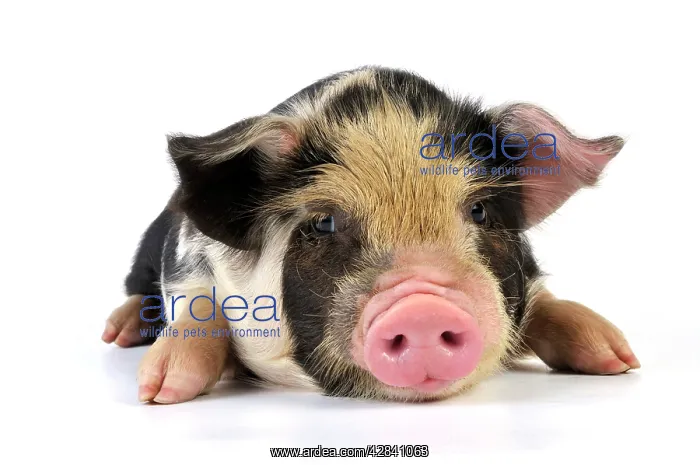  : Pig - 2 week old Kune Kune piglet