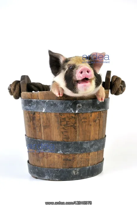 : Pig - 2 week old Kune Kune piglet in bucket with mouth open : Pig - 2 week old Kune Kune piglet in bucket with mouth open