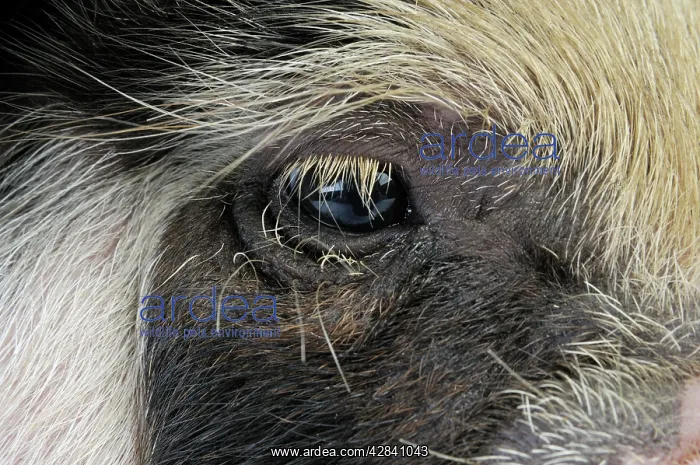  : Pig - 2 week old Kune Kune piglet eye