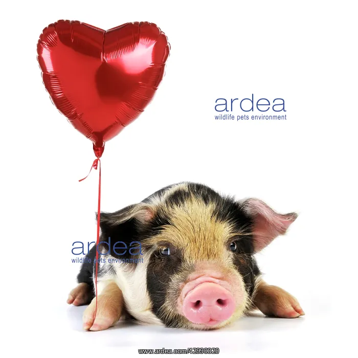 : Pig - 2 week old Kune Kune piglet holding heart : Pig - 2 week old Kune Kune piglet holding heart