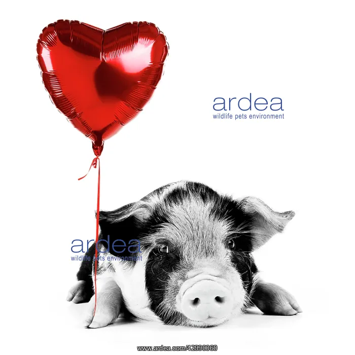 : Pig - 2 week old Kune Kune piglet holding heart : Pig - 2 week old Kune Kune piglet holding heart