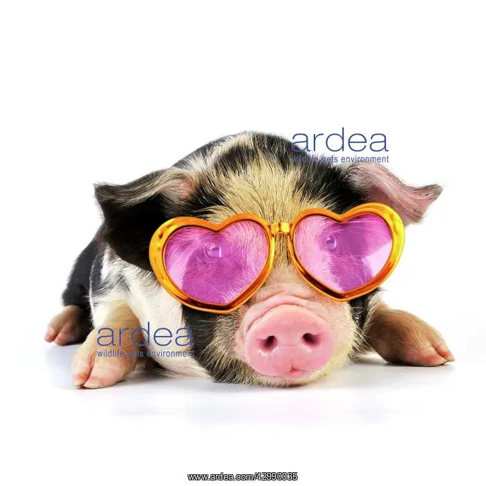 : Pig - 2 week old Kune Kune piglet wearing heart : Pig - 2 week old Kune Kune piglet wearing heart