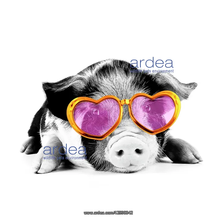 : Pig - 2 week old Kune Kune piglet wearing heart : Pig - 2 week old Kune Kune piglet wearing heart