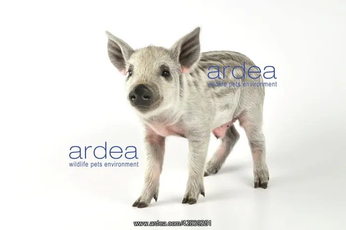  : Pig - 2 week old Mangalizta piglet