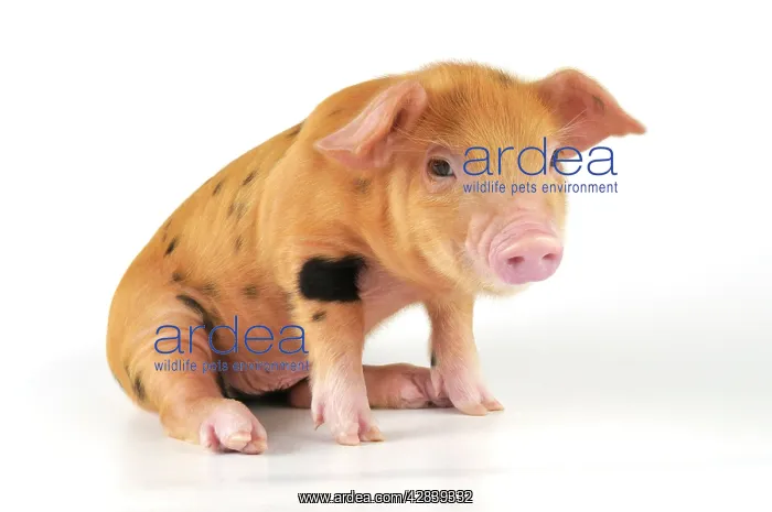 : Pig - 2 week old Oxford sandy & black piglet : Pig - 2 week old Oxford sandy & black piglet