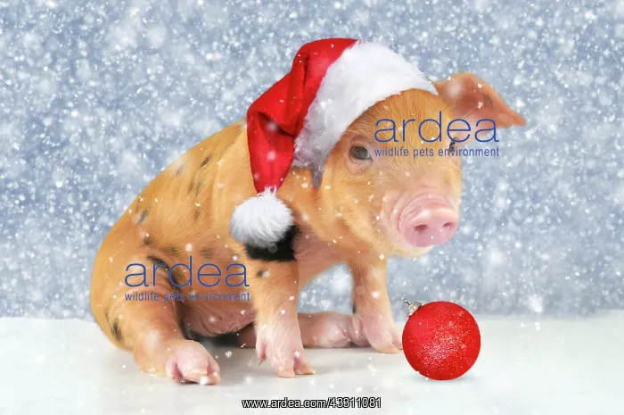 : Pig - 2 week old Oxford sandy & black piglet : Pig - 2 week old Oxford sandy & black piglet