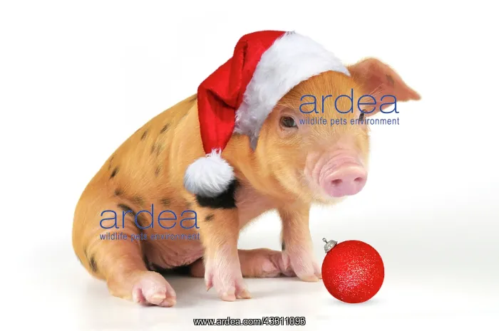 : Pig - 2 week old Oxford sandy & black piglet : Pig - 2 week old Oxford sandy & black piglet