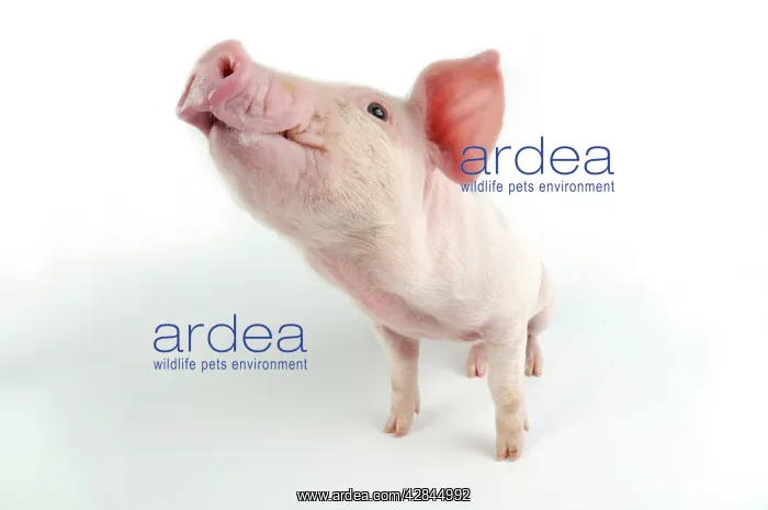  : Pig