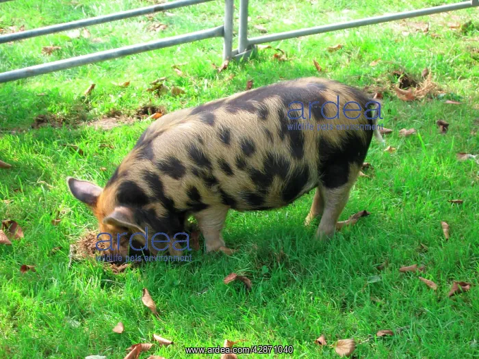  : Pig - ancient breed
