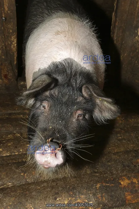: Pig barn Apuseni Mountains Romania : Pig barn Apuseni Mountains Romania