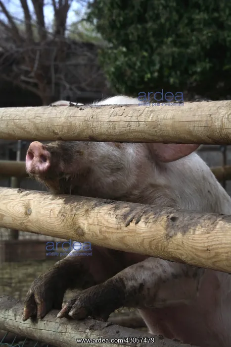  : Pig behind a barrier France