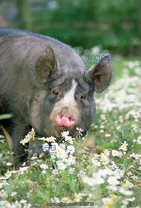  : PIG - Berkshire in daisies
