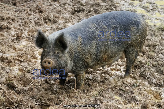 : PIG. Berkshire pig in mud : PIG. Berkshire pig in mud