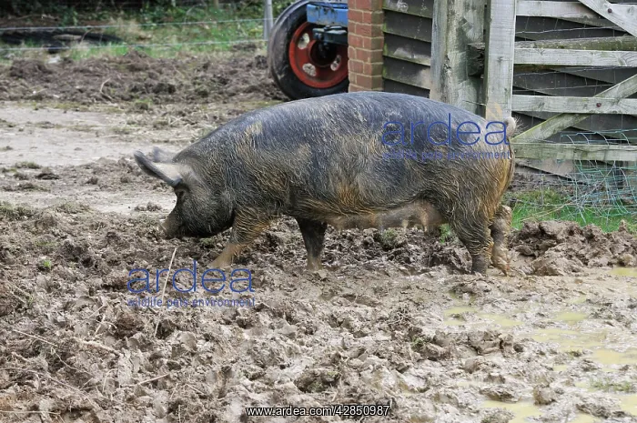  : PIG. Berkshire pig in mud