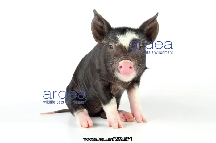  : Pig - Berkshire piglet