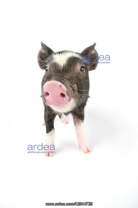 : Pig. Berkshire piglet : Pig. Berkshire piglet