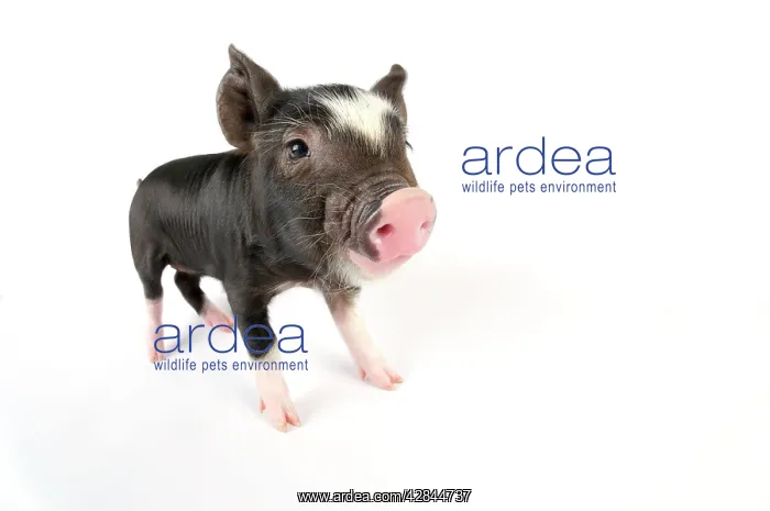 : Pig. Berkshire piglet : Pig. Berkshire piglet