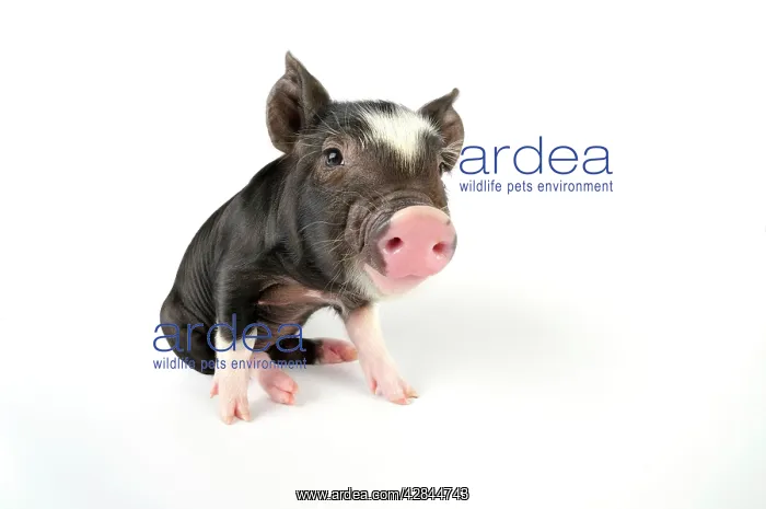 : Pig. Berkshire piglet : Pig. Berkshire piglet