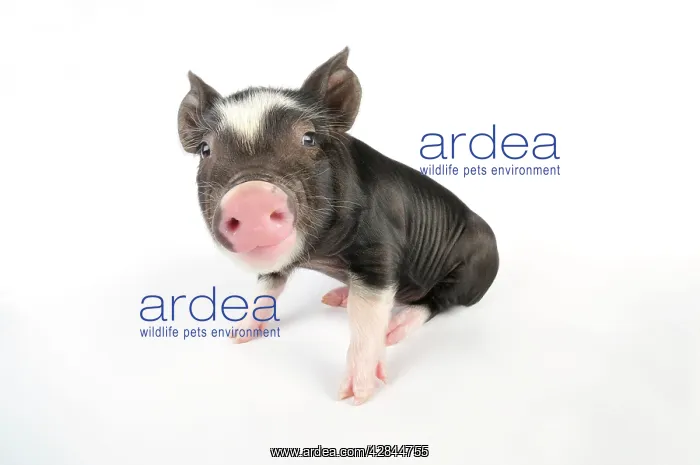 : Pig. Berkshire piglet : Pig. Berkshire piglet