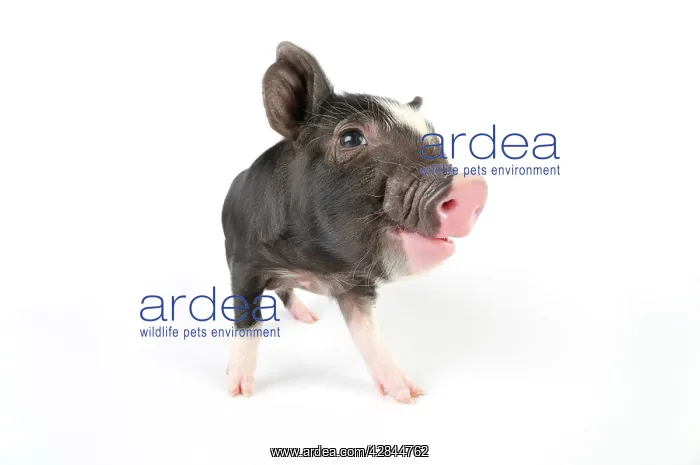 : Pig. Berkshire piglet : Pig. Berkshire piglet