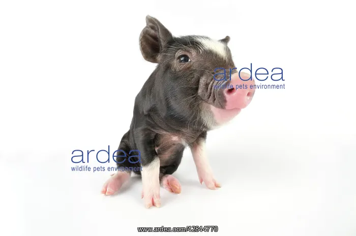: Pig. Berkshire piglet : Pig. Berkshire piglet